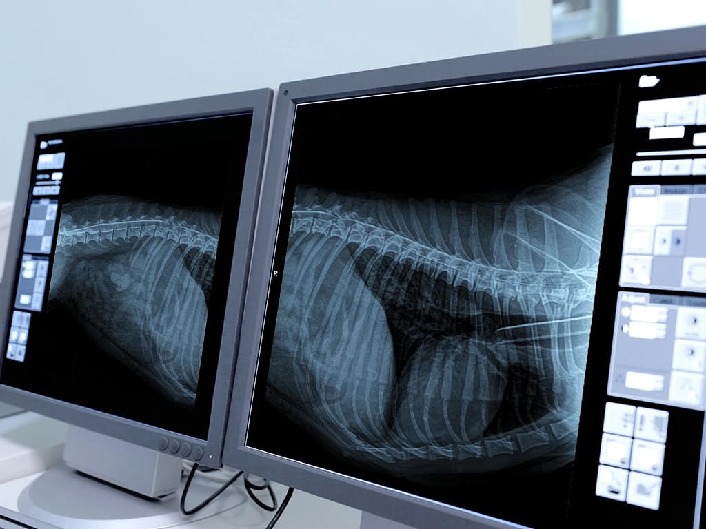Radiografías de un paciente veterinario en monitores de diagnóstico
