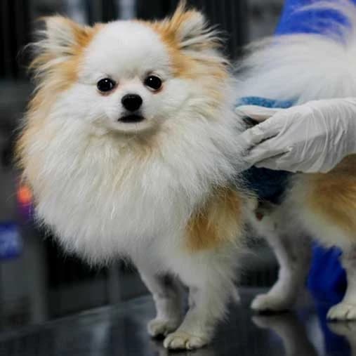Paciente canino durante una revisión veterinaria