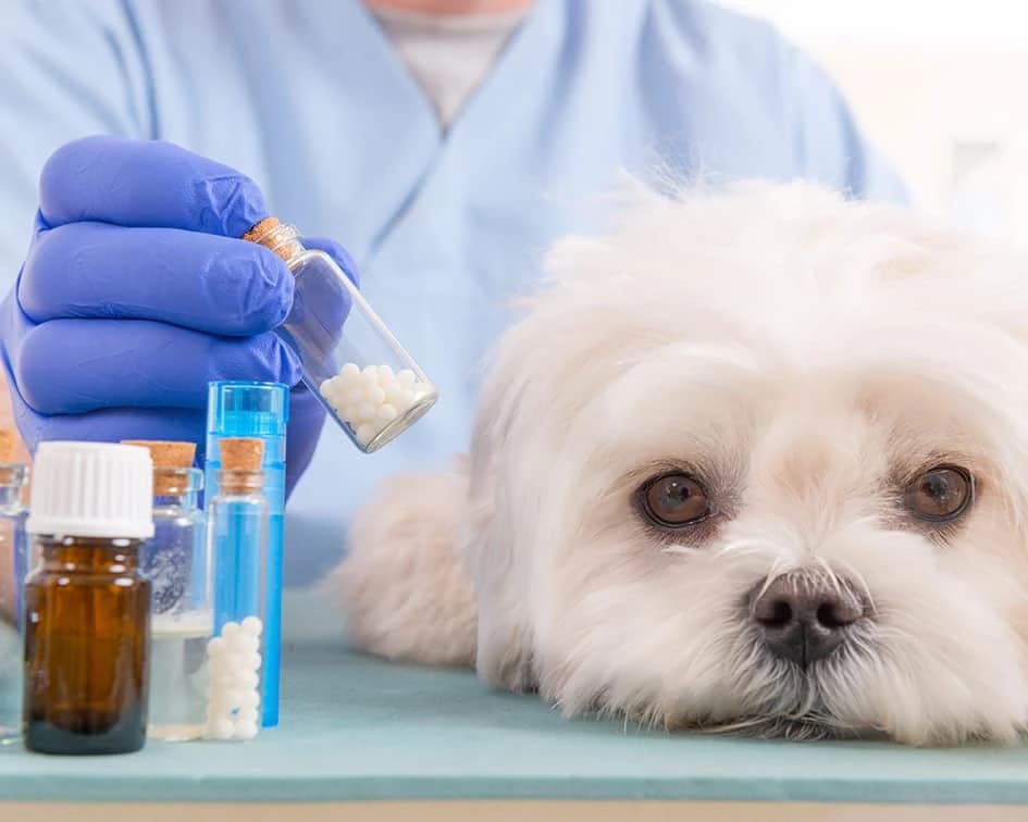 Paciente canino junto a medicamentos y un profesional veterinario