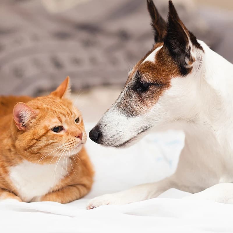 Un perro y un gato descansando juntos