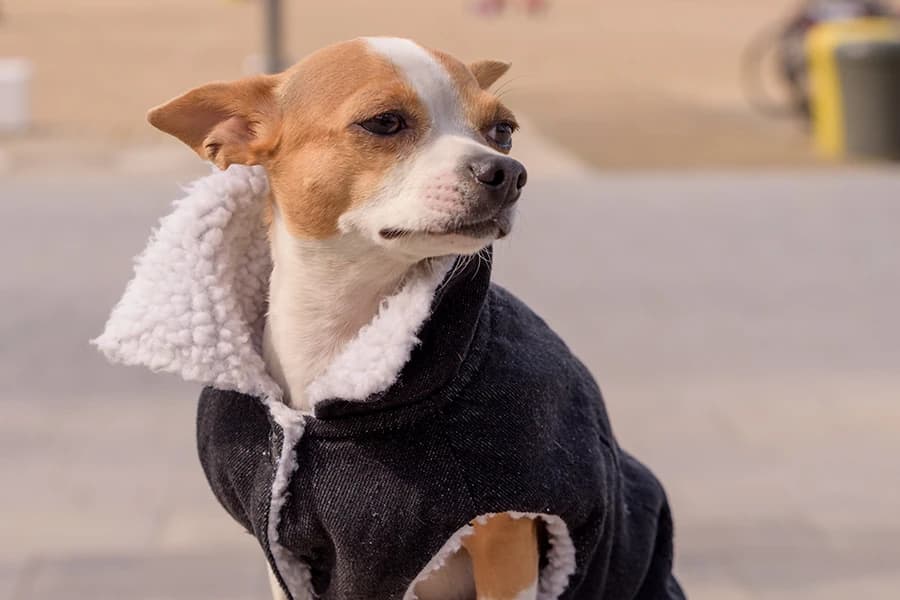 Ropa y accesorios para perros