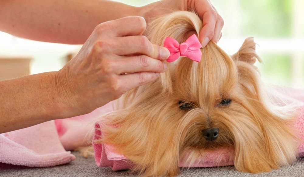 Arreglo del pelo de un perro en una sesión de peluquería