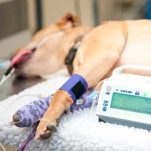 Paciente canino con monitorización clínica
