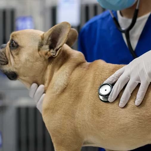 Auscultación de un paciente canino
