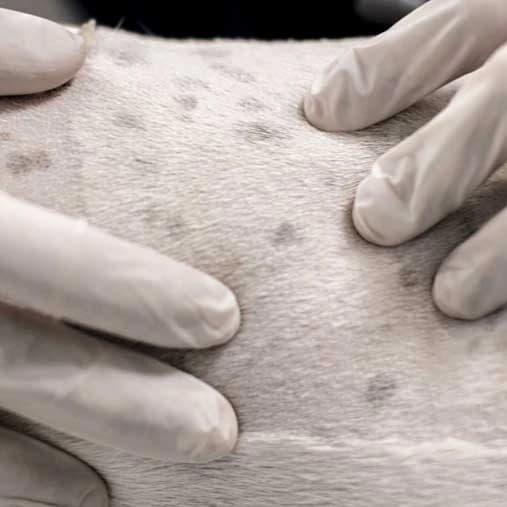 Examen veterinario de la piel de un paciente