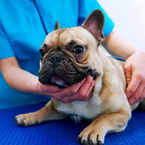 Exploración clínica de un bulldog francés
