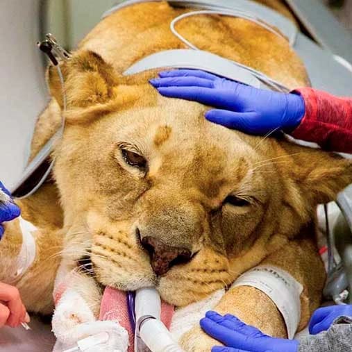 Atención veterinaria de un león bajo anestesia