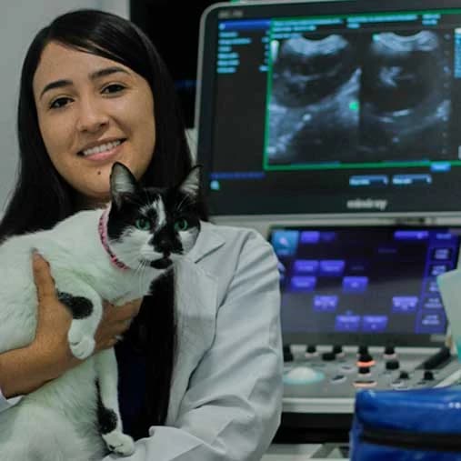 Veterinaria con un paciente felino junto a un equipo de ecografía