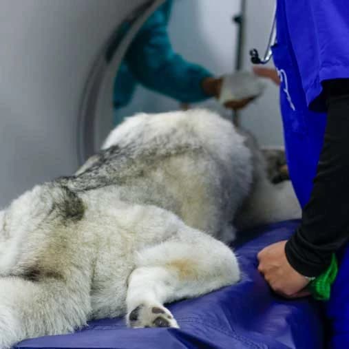 Paciente canino durante un estudio neurológico