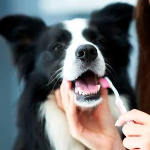 Revisión de la boca de un paciente canino