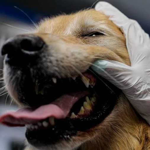 Evaluación ocular de un paciente canino