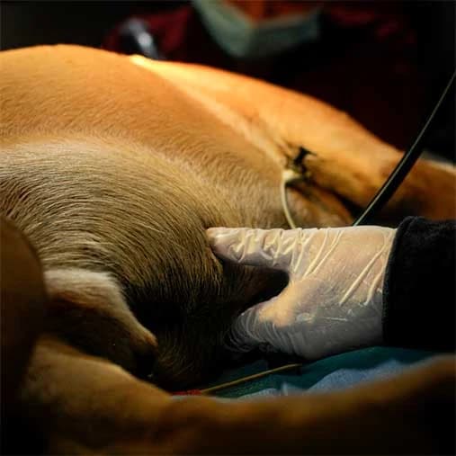 Atención clínica de un paciente canino